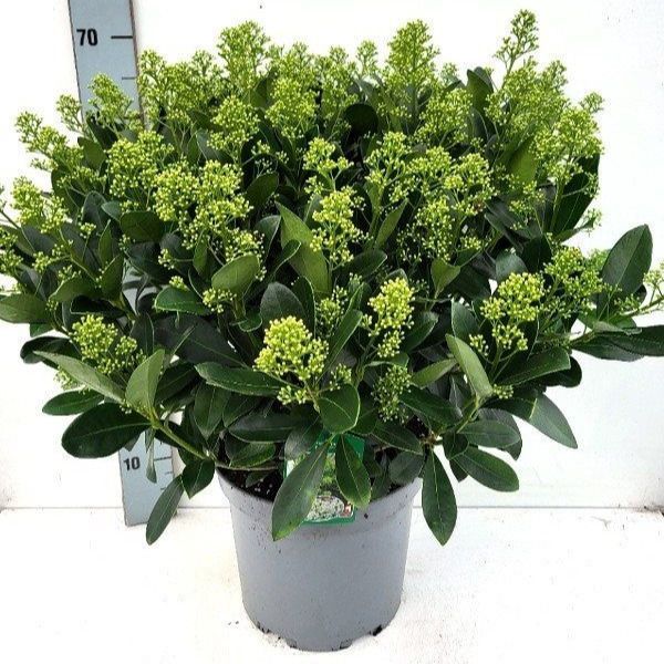 Skimmia joponica 'Finchy®' 50+, D 29