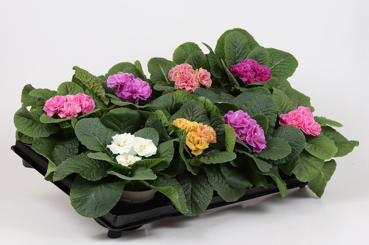 PRIMULA VULGARIS-HYBRID 'RUBENS', D 12