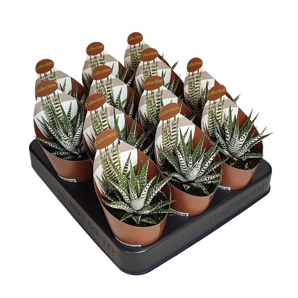 HAWORTHIA LIMIFOLIA ALBATA - POT Ø 6,5 - COLLECTION WITH POTCOVER (SUCCULENTEN), D 6,5