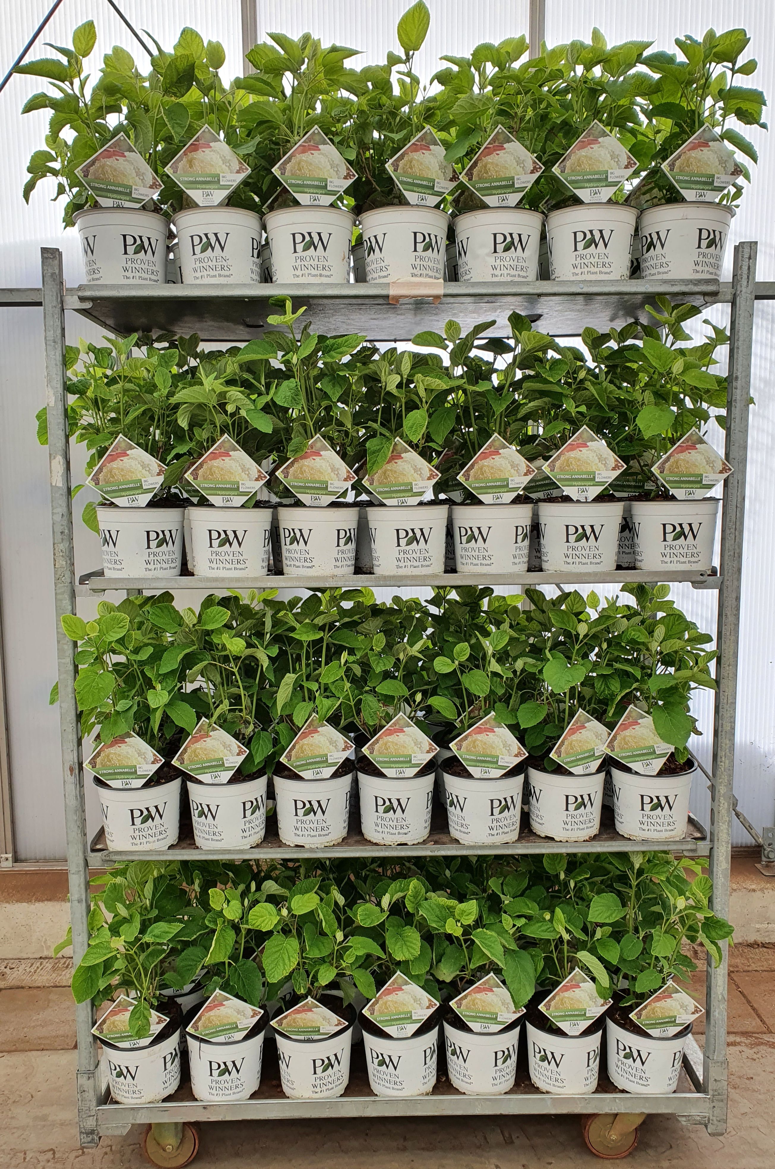 Hydrangea arbo. 'Strong Annabelle'® *Volle CC*, D 19