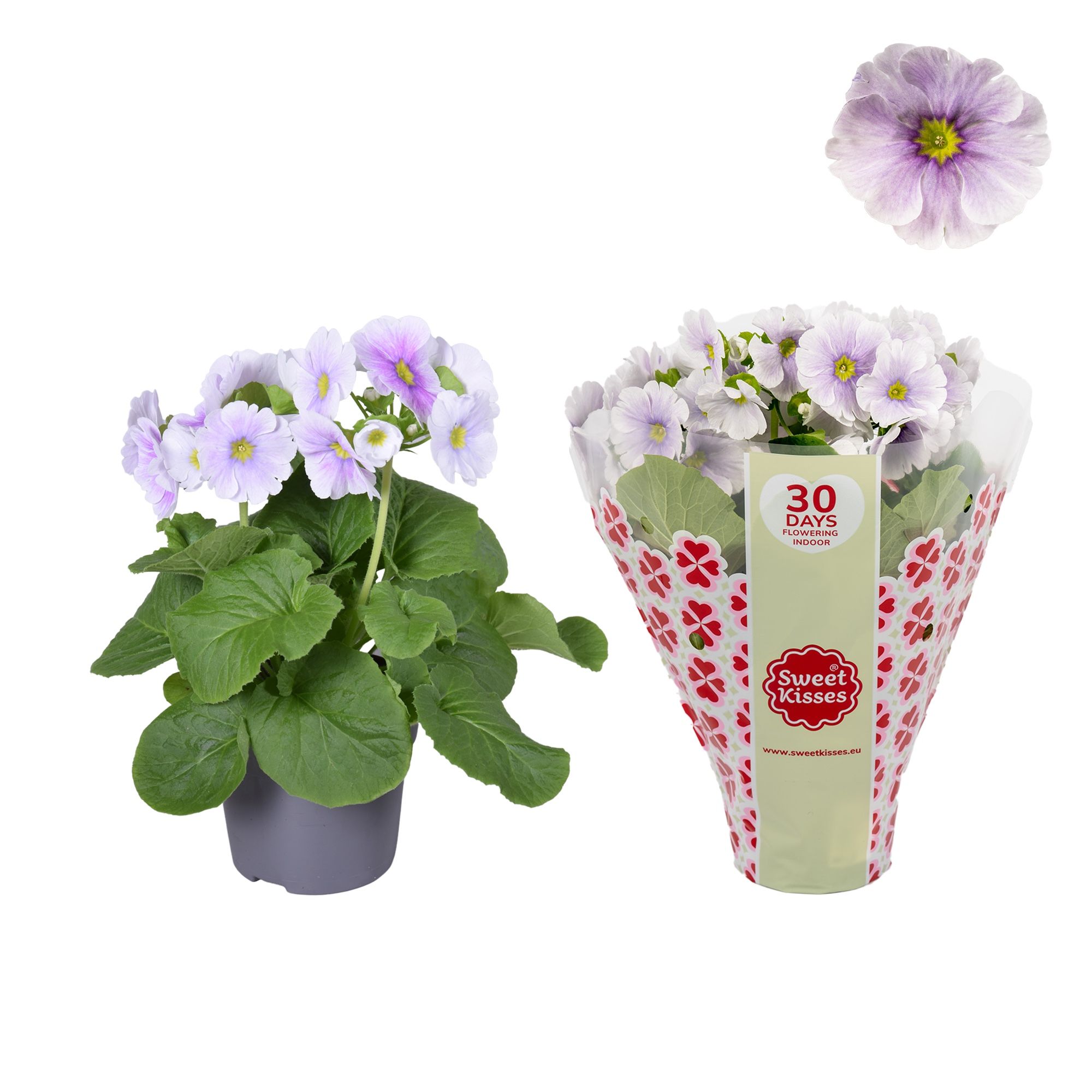 Primula Sweet Kisses Blauw/wit, D 12