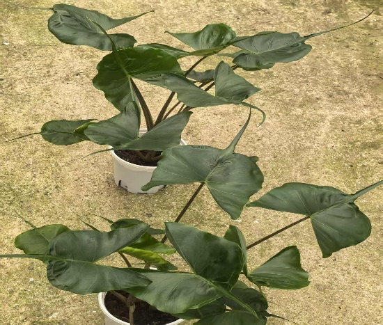 Алоказия 180 Стингрей энд Калла Лили Дуо 14 48