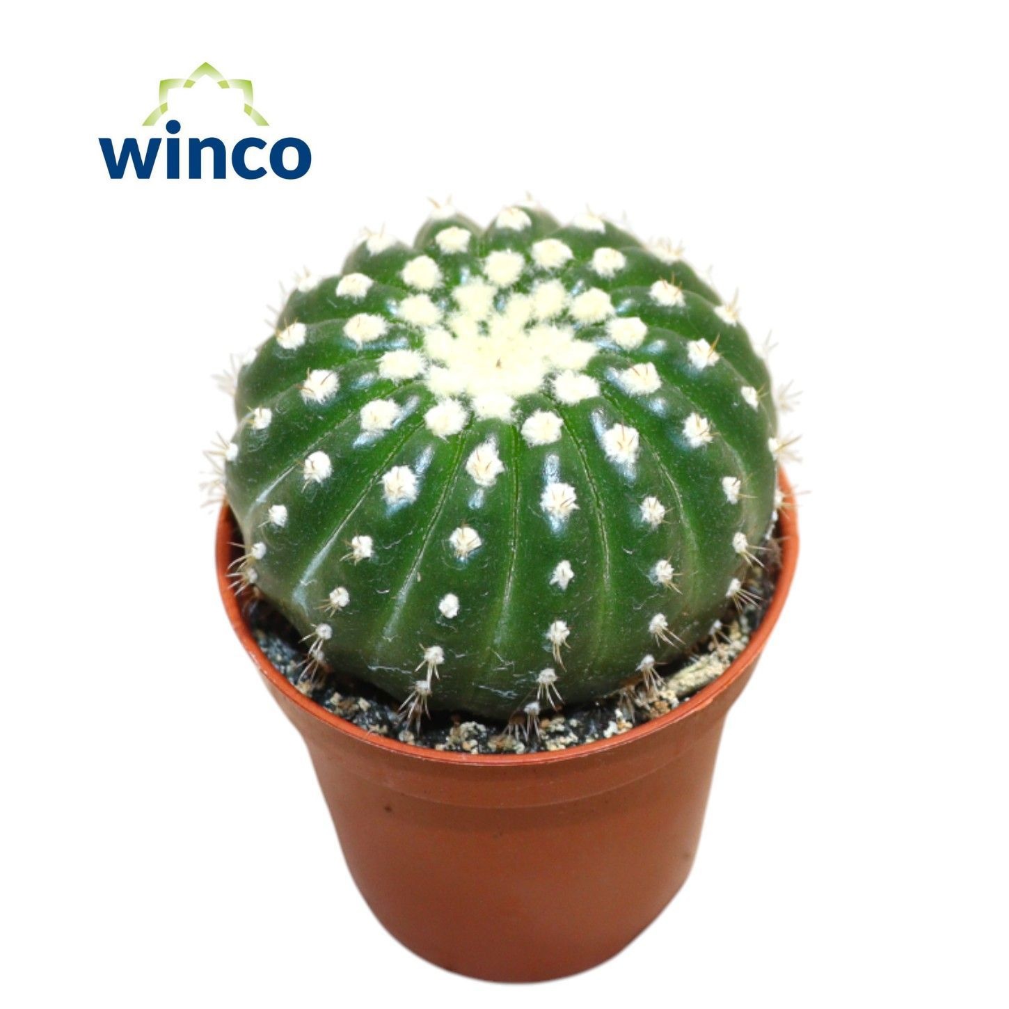 Notocactus Uebelmaniana Inermis, D 5,5 cm