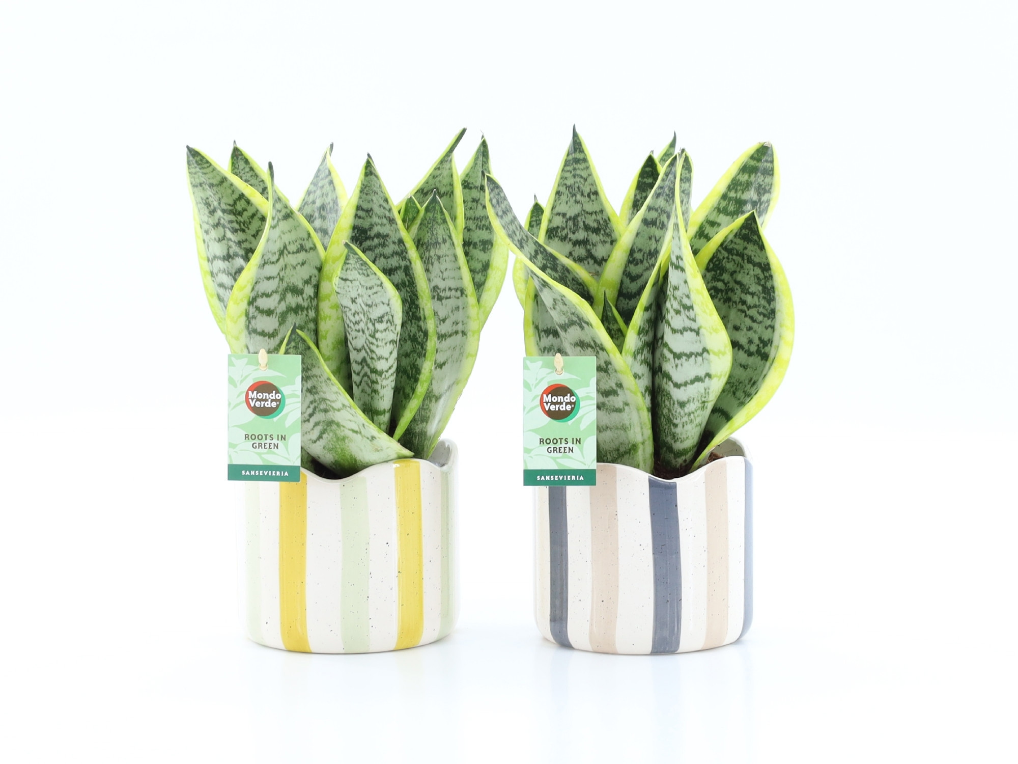Sansevieria 'Futura Superba' in Nouveau keramiek, D 13