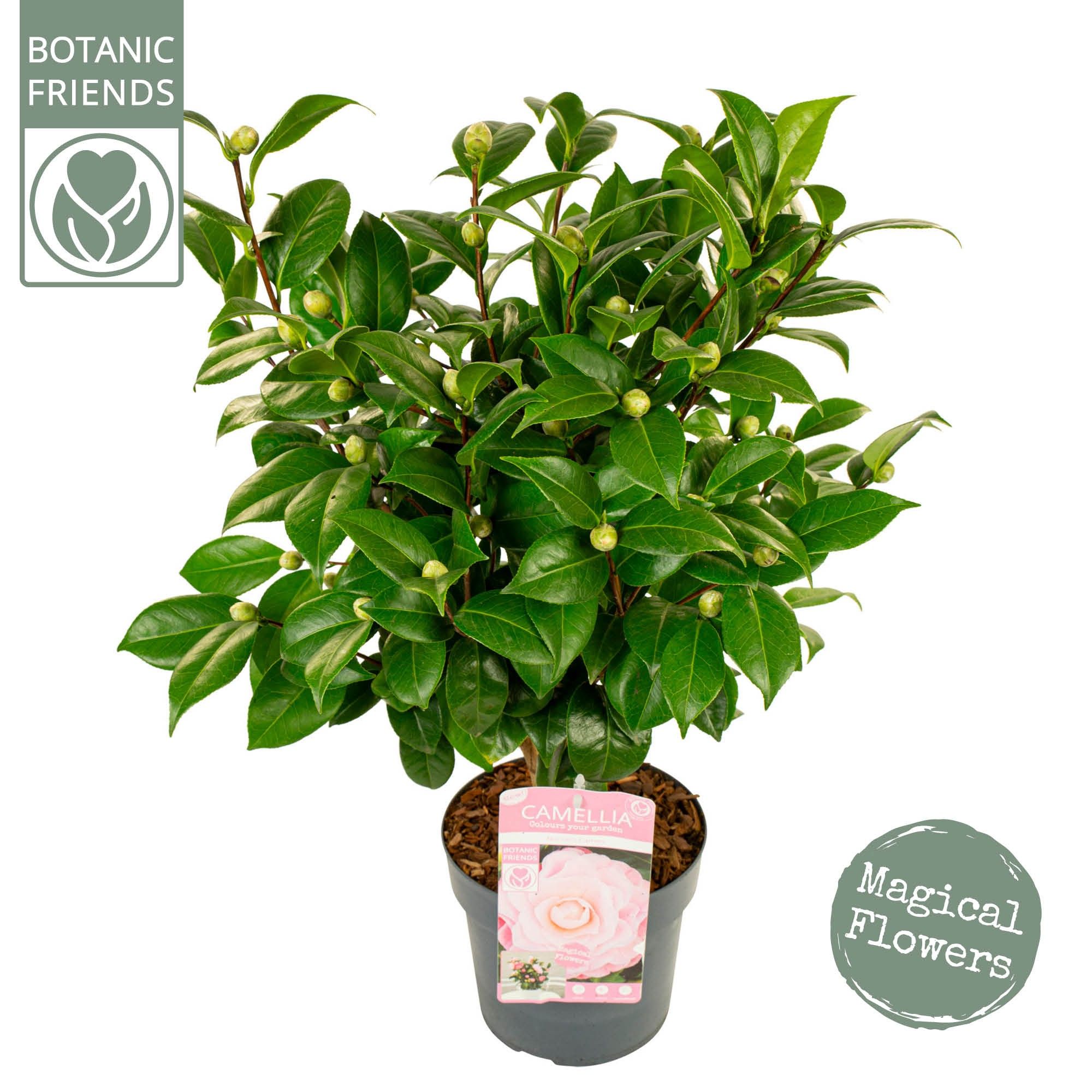 Camellia jap. 'Nuccio's Cameo' Premium, D 19 cm Camellia jap. 'Nuccio's Cameo' Premium, D 19 cm
