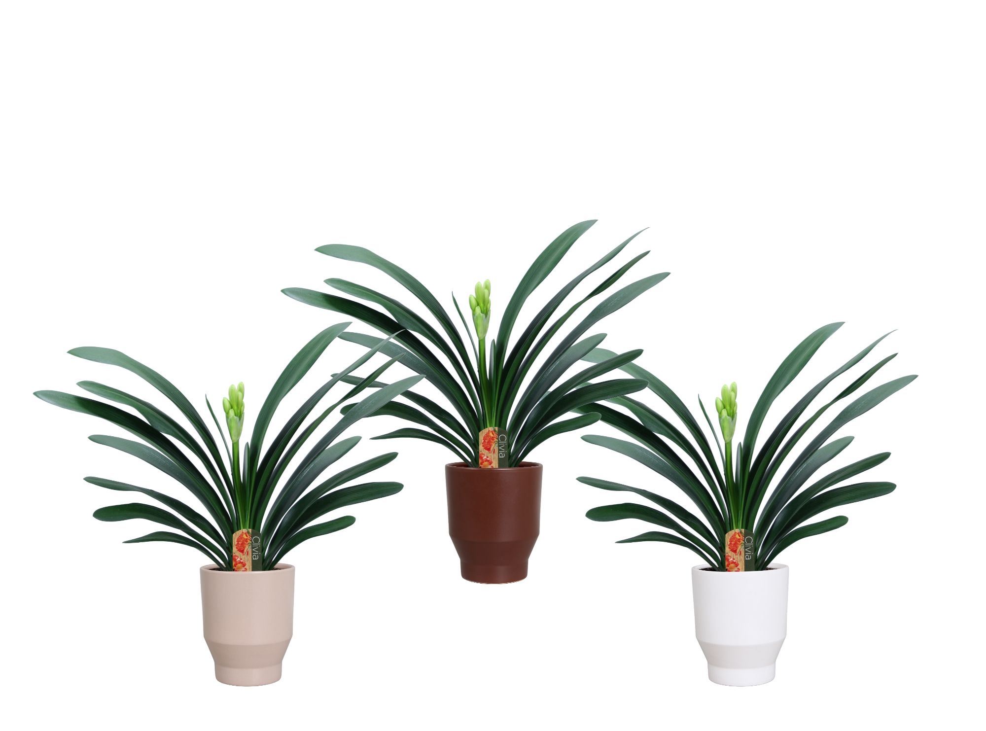 Clivia miniata in Lugano keramiek, D 15 cm