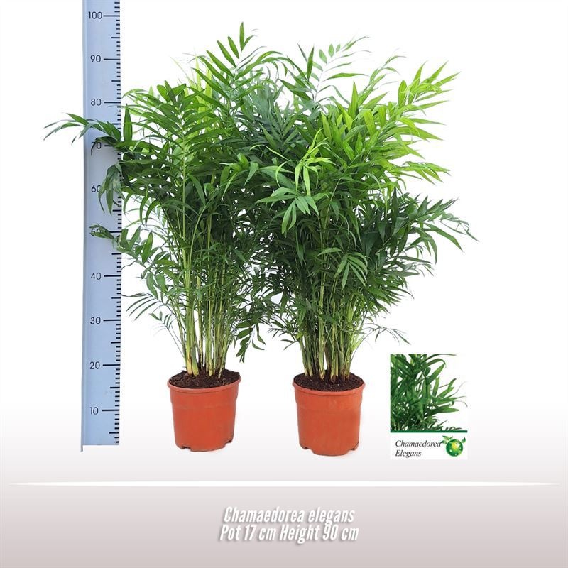 Chamaedorea elegans, D 17