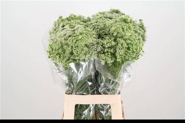 Амми Виснага 70, шт.