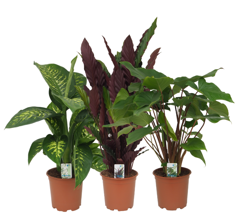 Mix 13 (Dieffenbachia Tropic Snow, Calathea Rufibarba, Homalomena Maggy), D 19