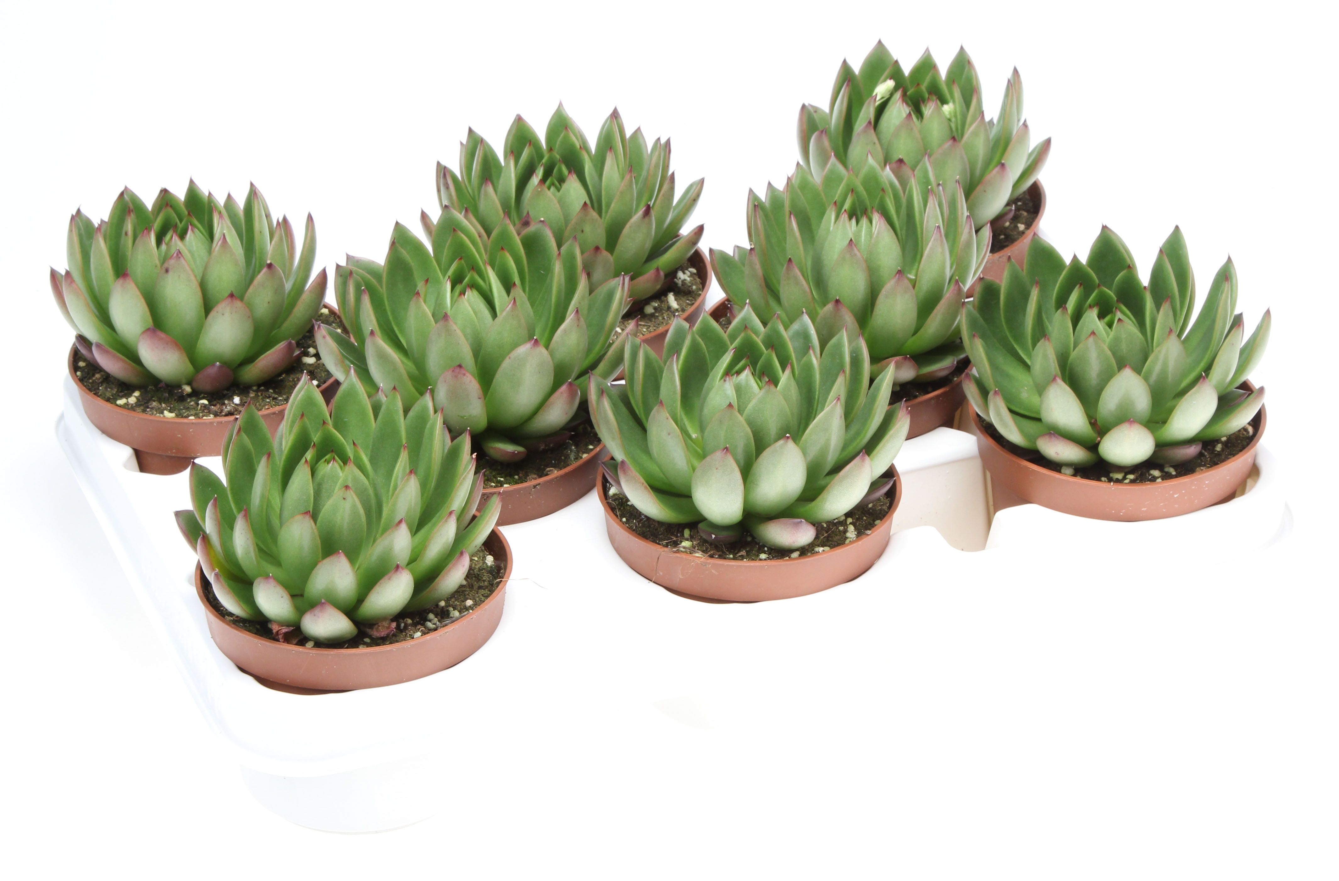 Echeveria costarii, D 10,5