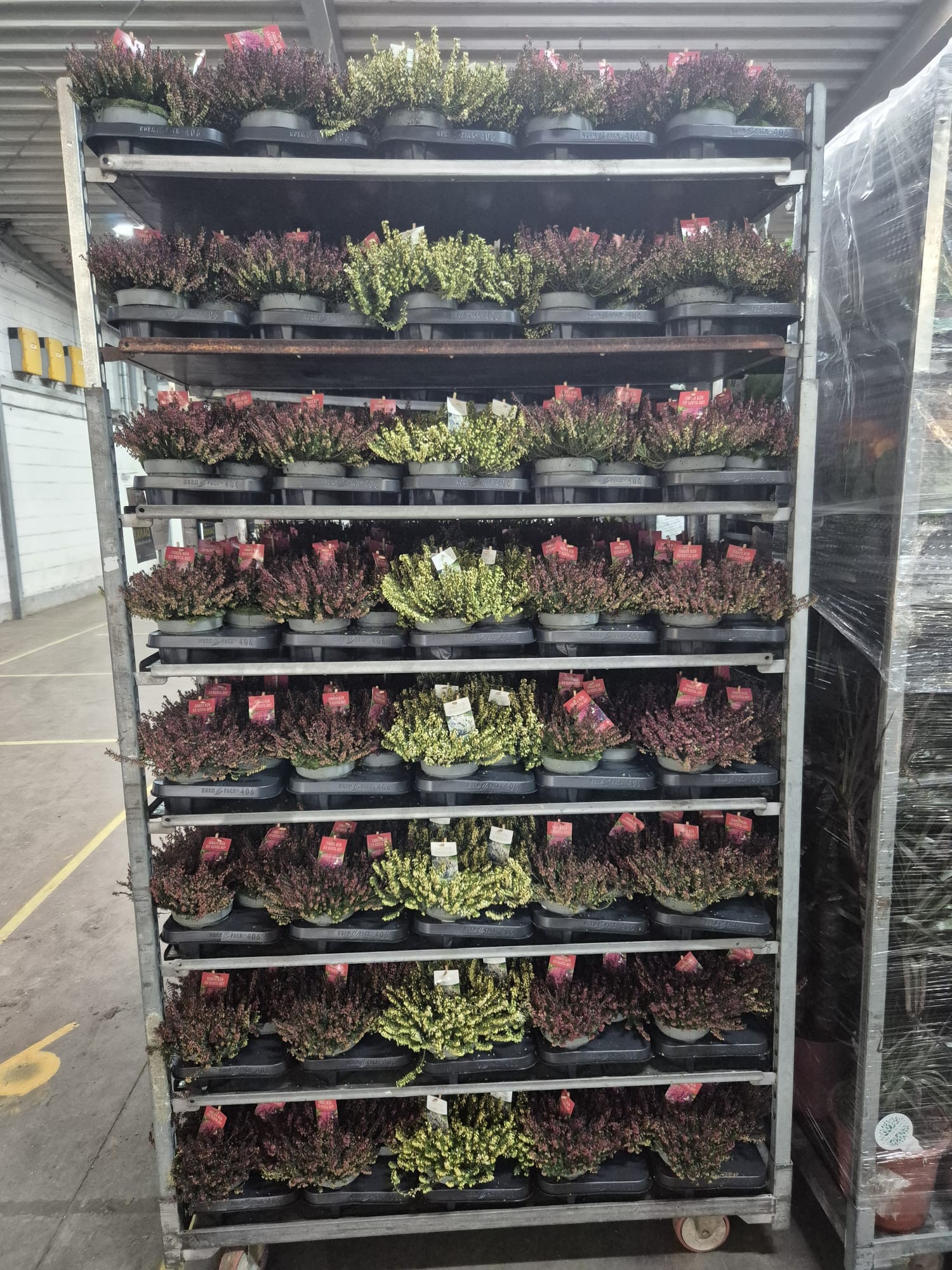 Erica Carnea Winter Ladies Mix T13, D 13