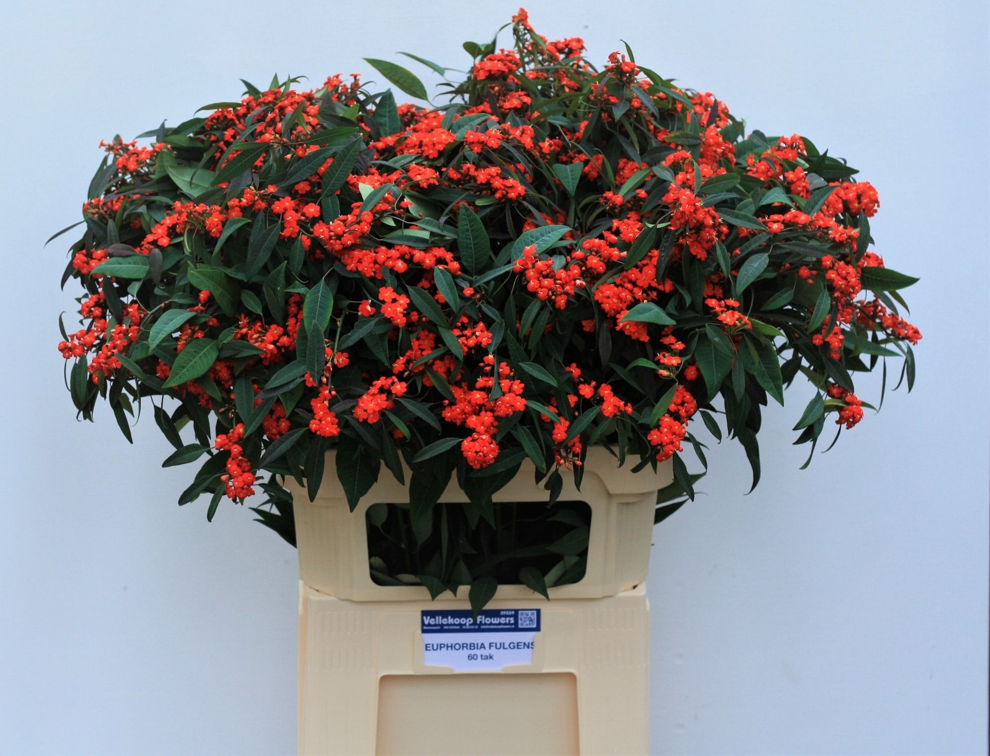 Эуфорбия куст. Рэд Сюрпрайз 80, шт.