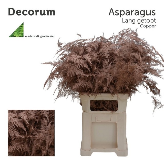 Аспарагус Овериг Крашеный (краш. ) 85, шт.