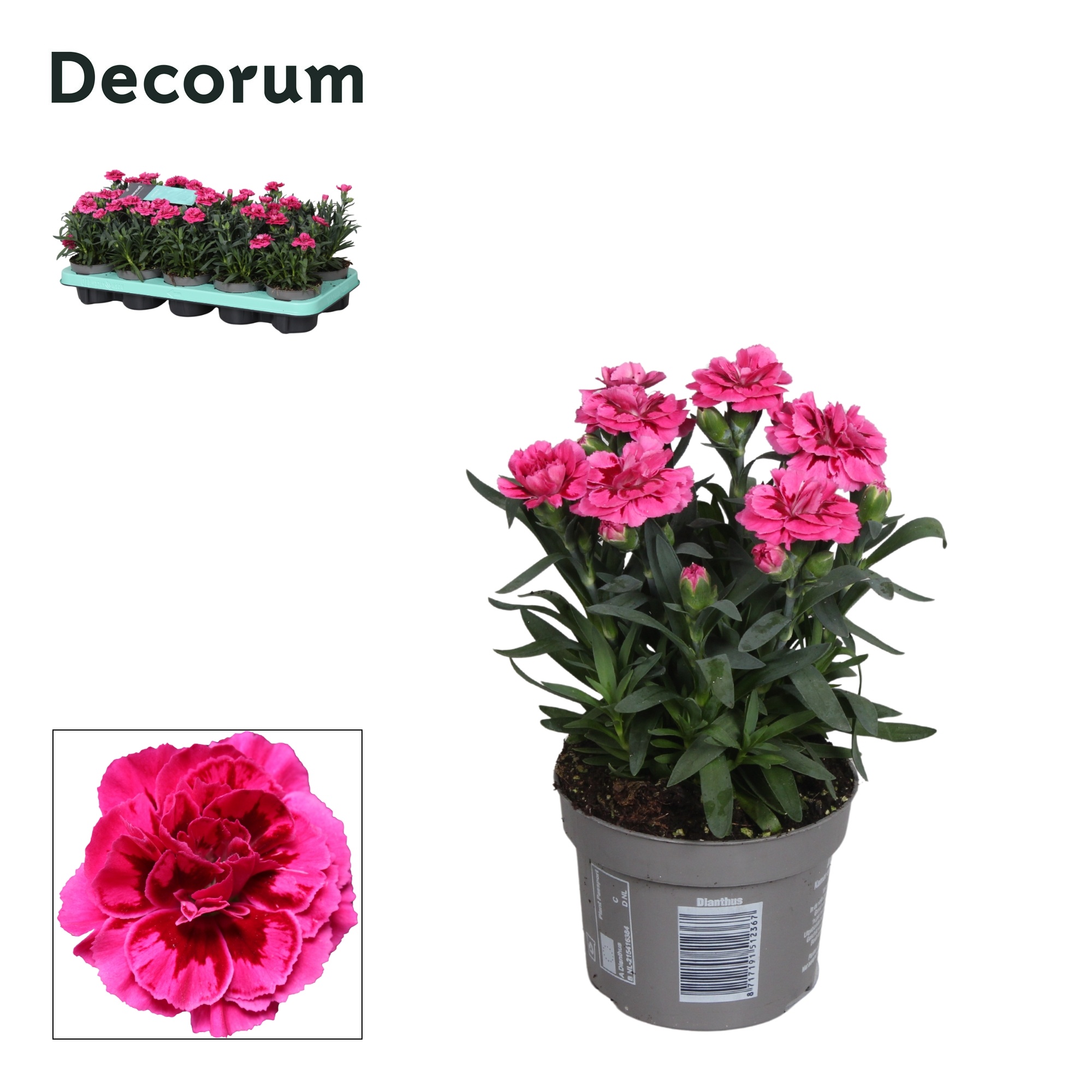 Dianthus - 10,5 cm - Oscar Purple Wings - Decorum, D 10,5