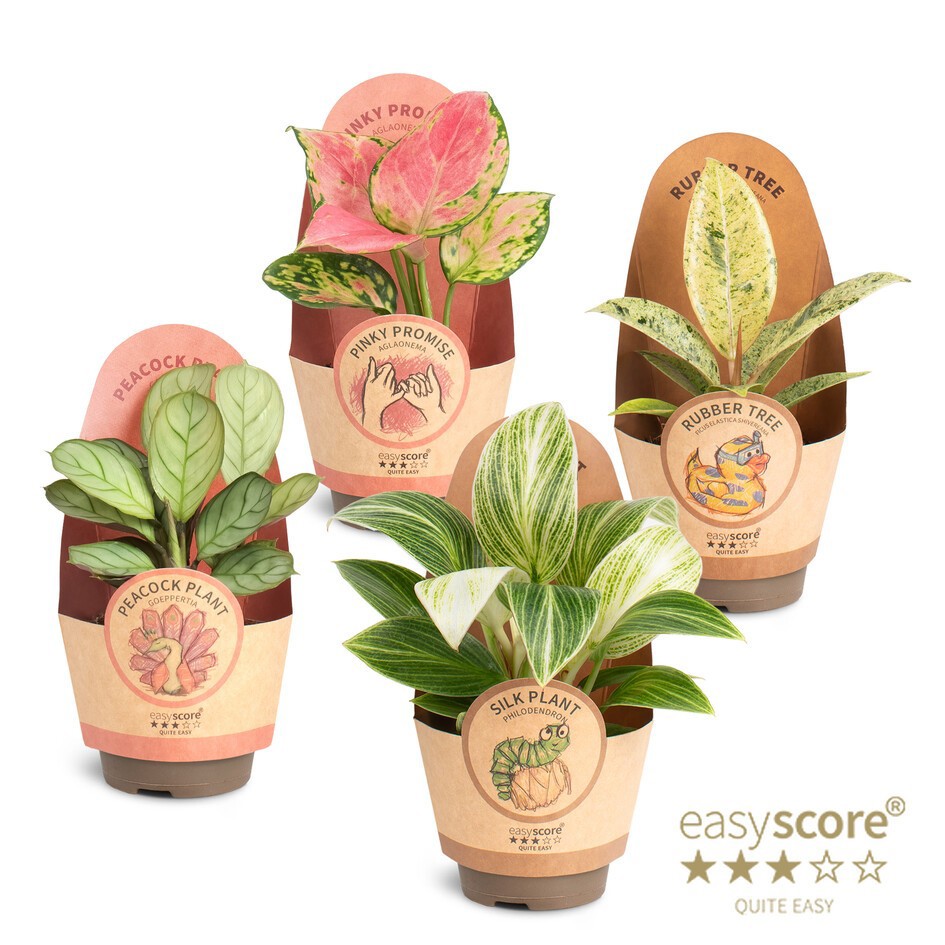 Green Premium Collection, D 6