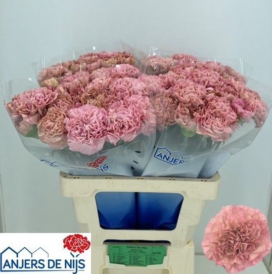 Диантус од. Леже Пинк, шт.