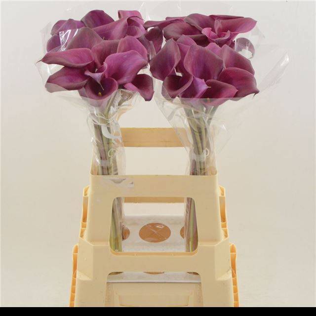 Калла Суматра 70, шт.