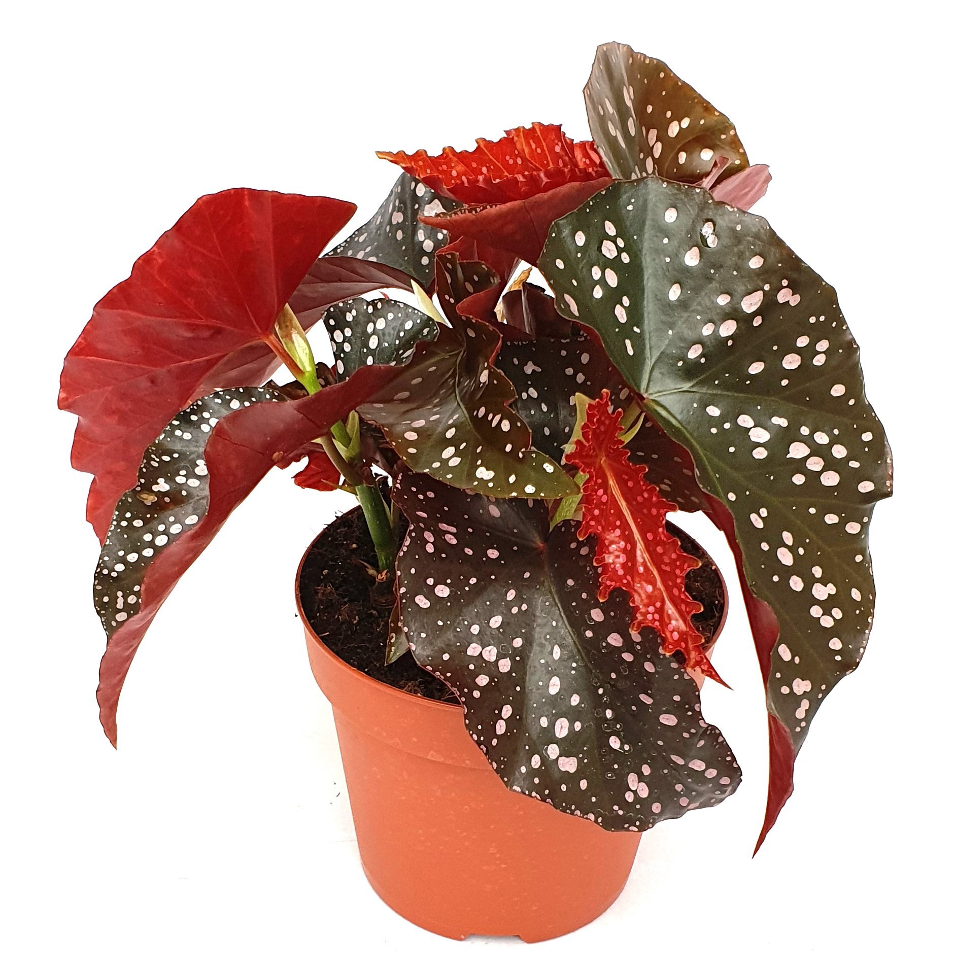 Begonia 'Crackling Rosie', D 17