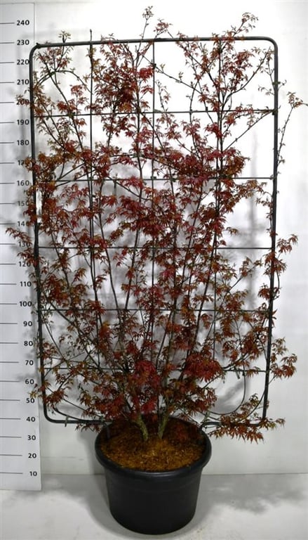 Acer pal. 'Skeeter's Broom', D 52