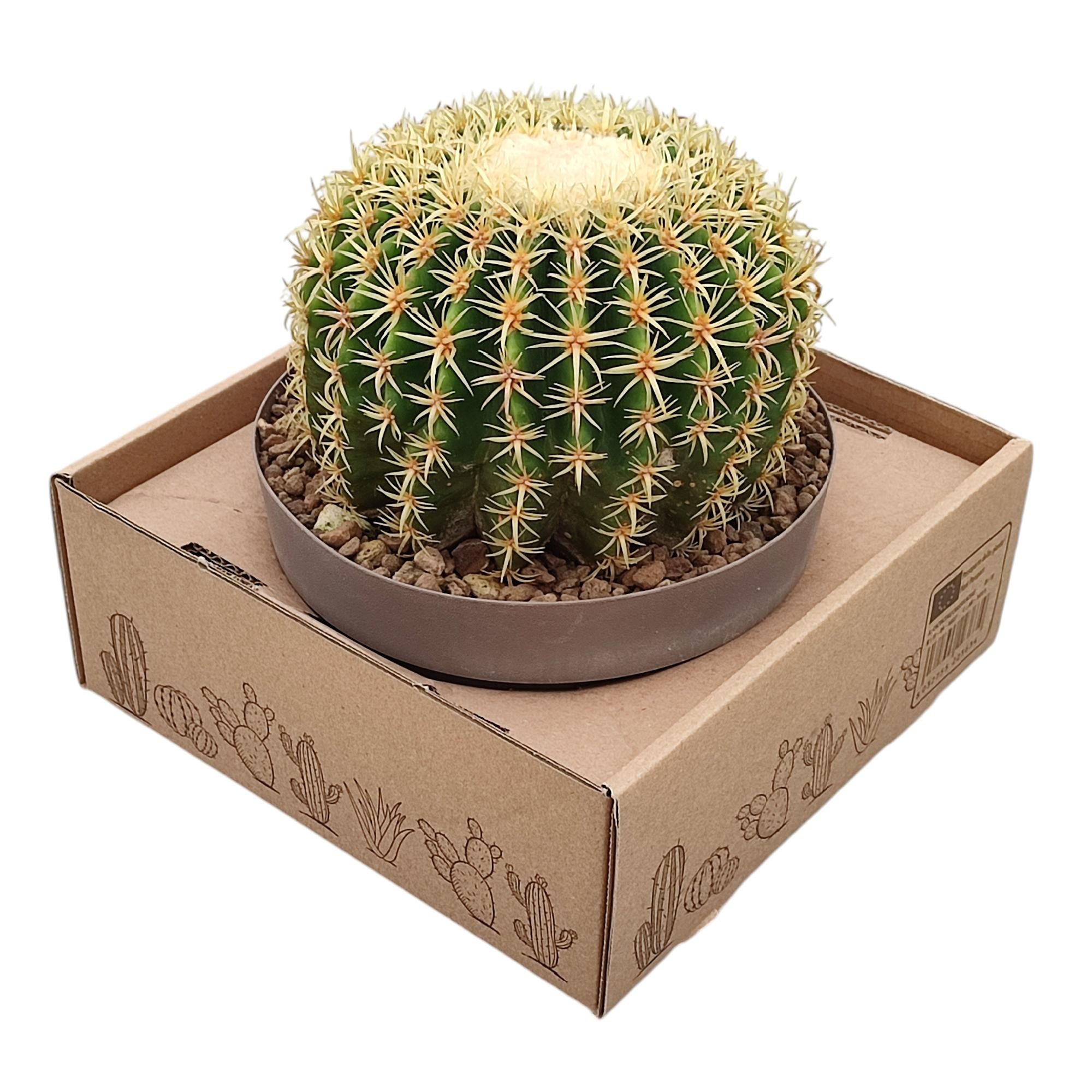 ECHINOCACTUS GRUSONII BREVISPINUS IN BOWL Ø20 ON LOW CARDBOARD BOX 25X25 (CACTUS), D 20