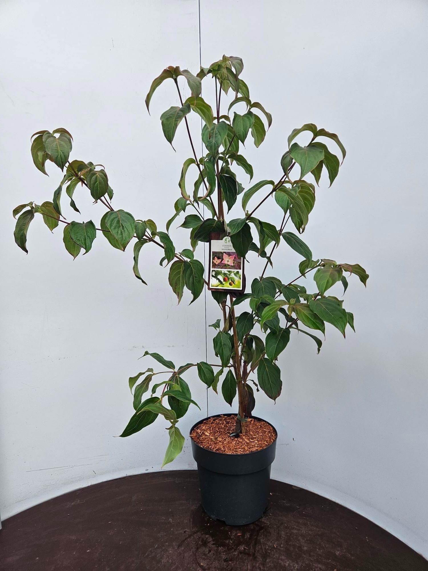 Cornus kousa Teutonia, D 24 cm
