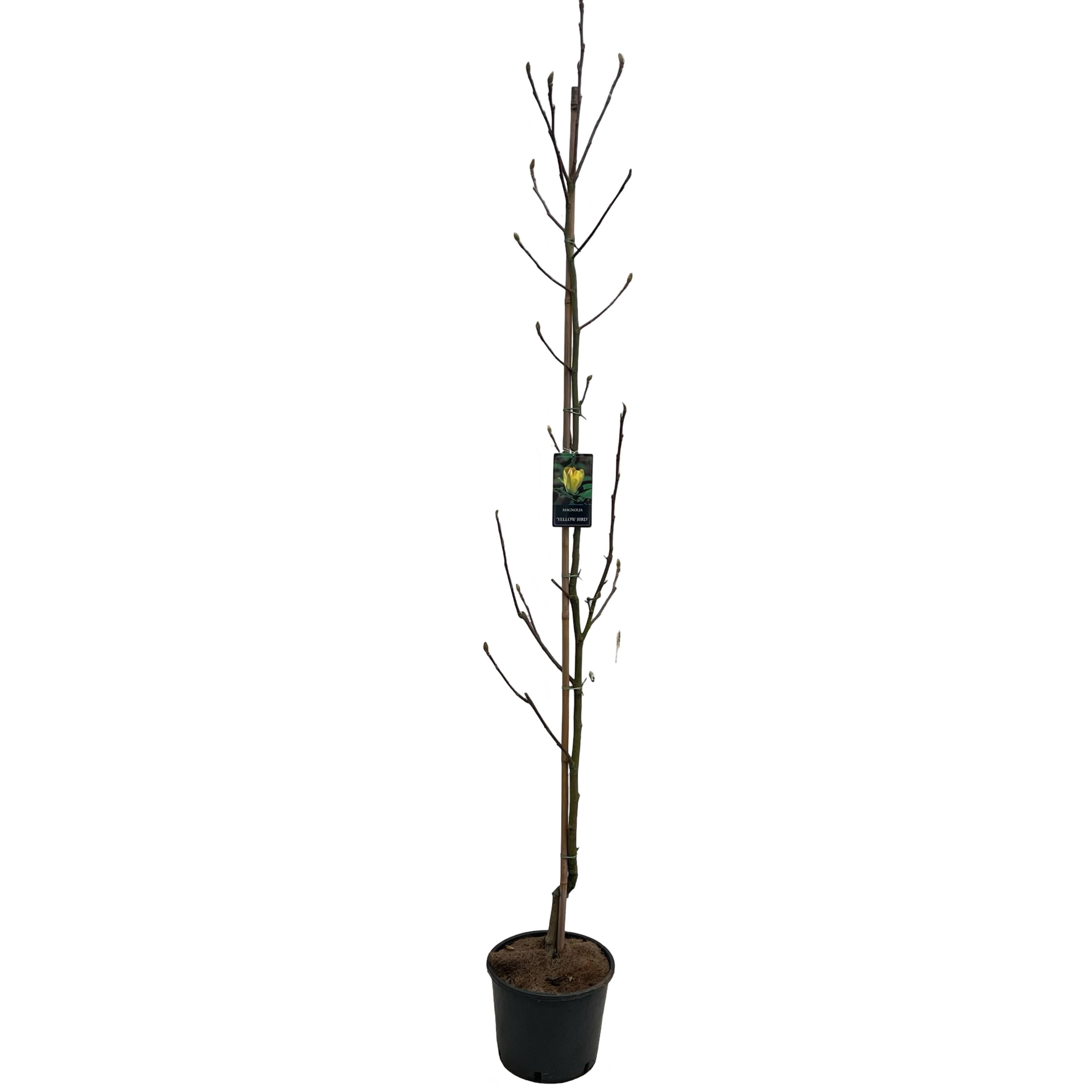 Magnolia 'Yellow Bird' stam 175-200 cm geveerd, D 32