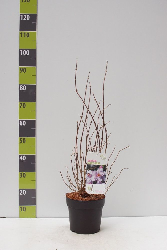 Deutzia hybrida 'Mont Rose' C 4,6, D 23