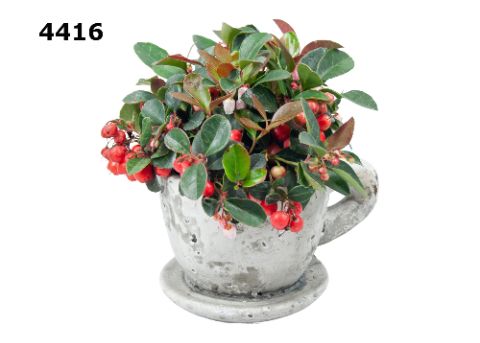 Gaultheria kop & schotel, D 12 cm Gaultheria kop & schotel, D 12 cm