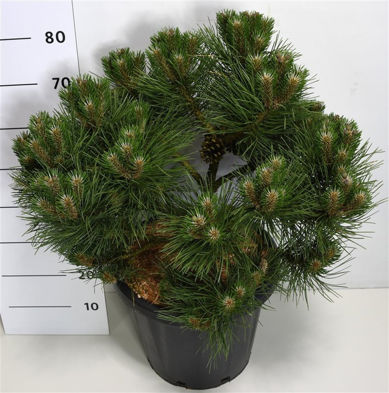 Pinus nigra 'Nana', D 38 cm
