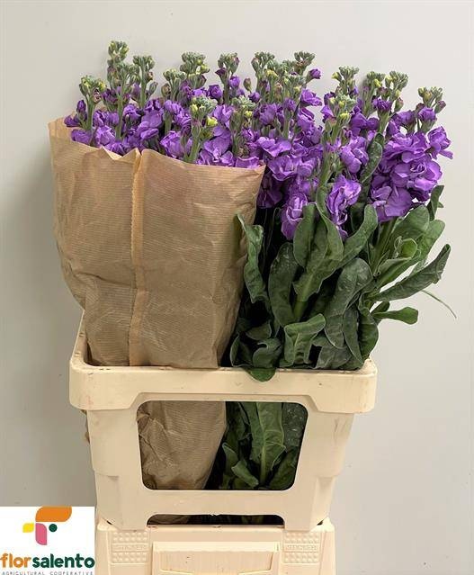 Маттиола од. Айрон Блю 70, шт.