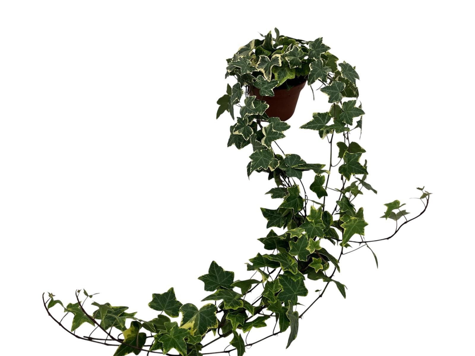 Hedera helix geelbont lange plant - lengte 70 cm., D 13