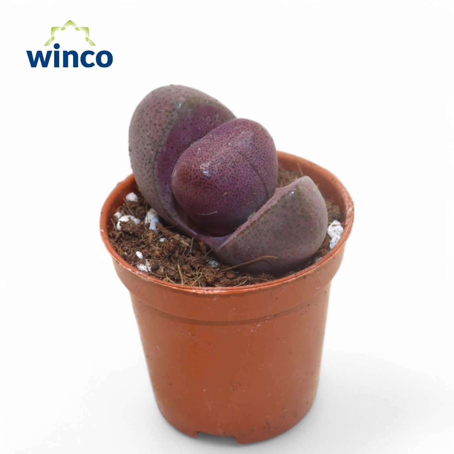 Pleiospilos Nelii Rubra, D 5,5