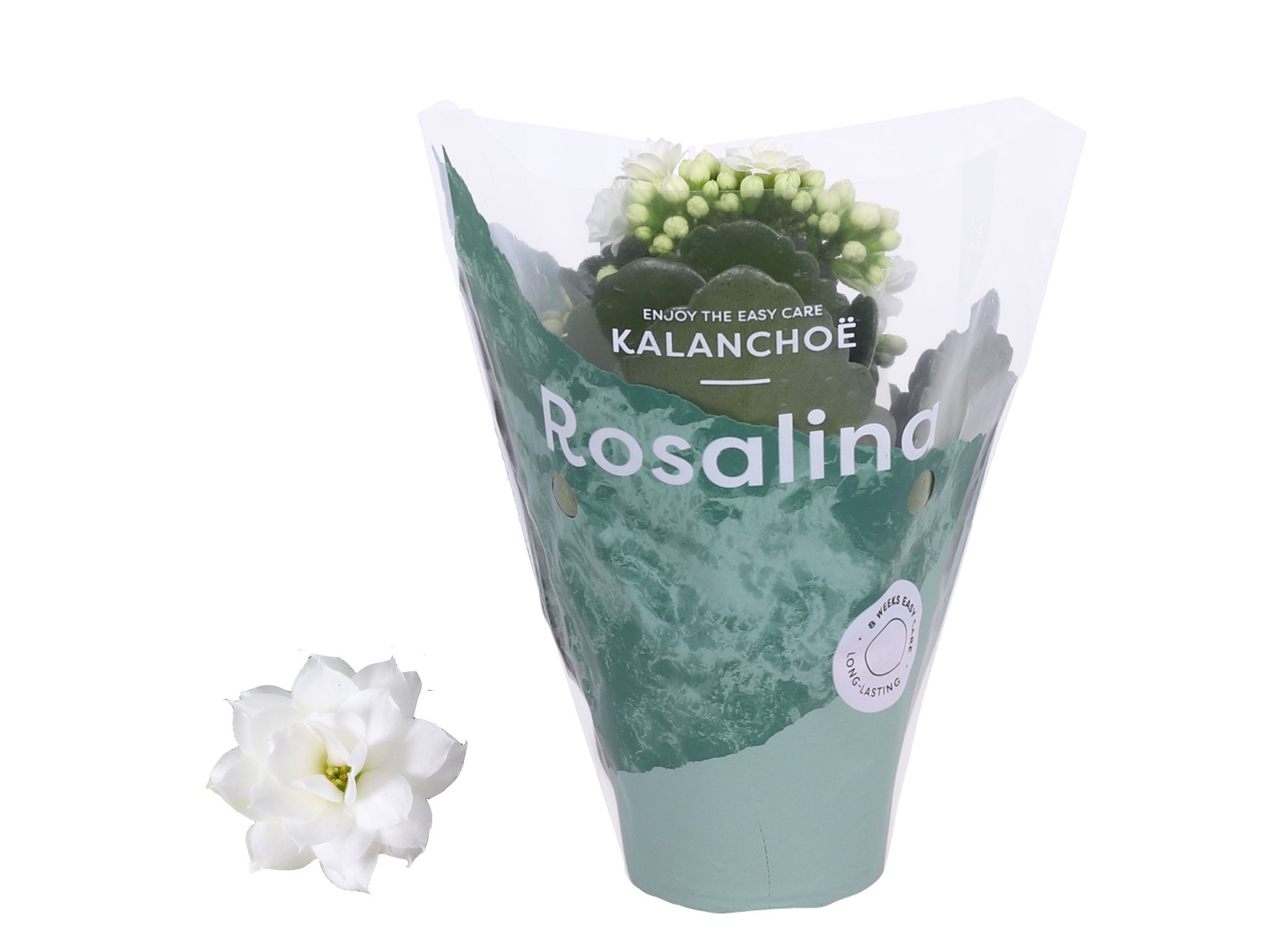 Kalanchoe Rosalina 07cm Don Dione wit, D 7