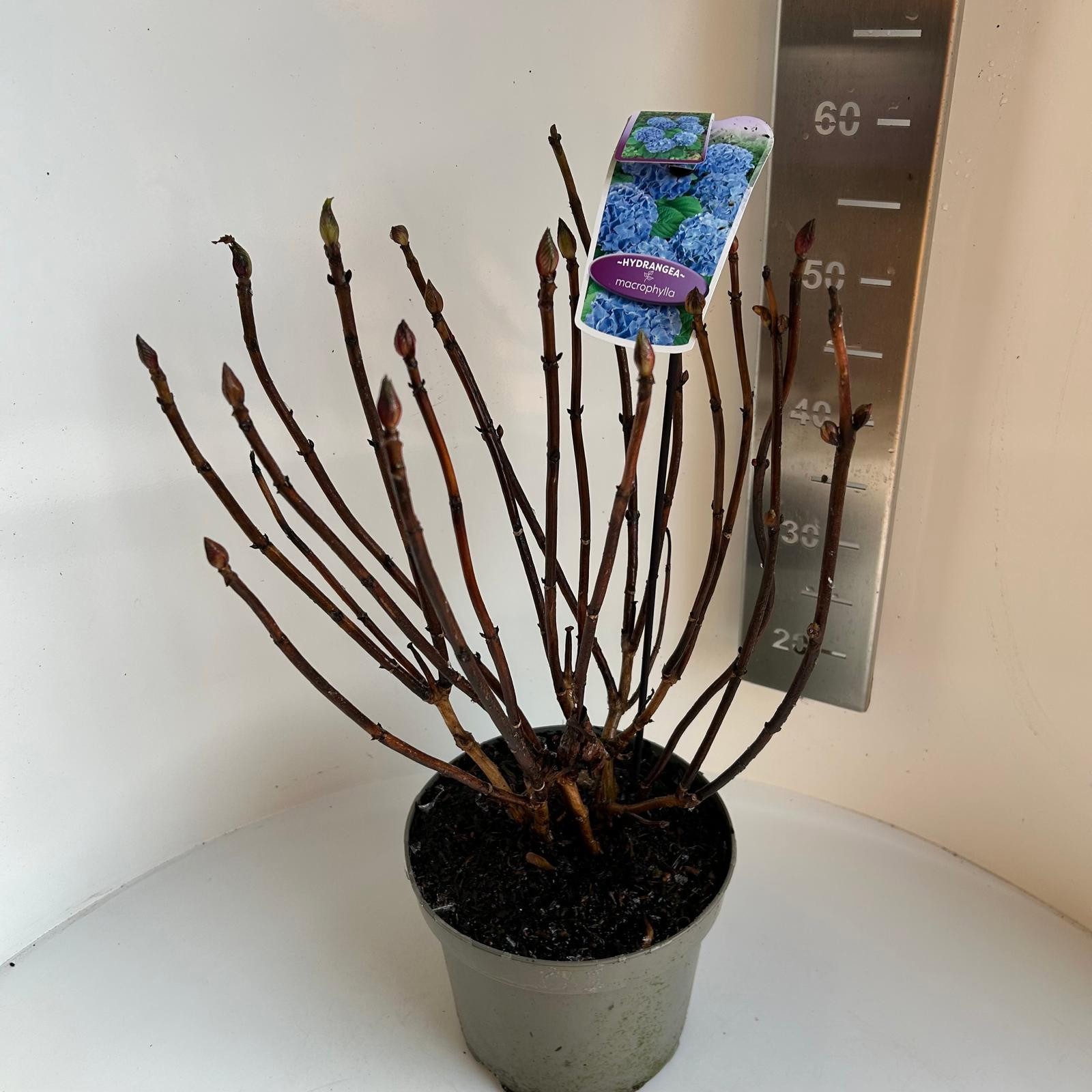 Hydrangea macrophylla Bela, D 23