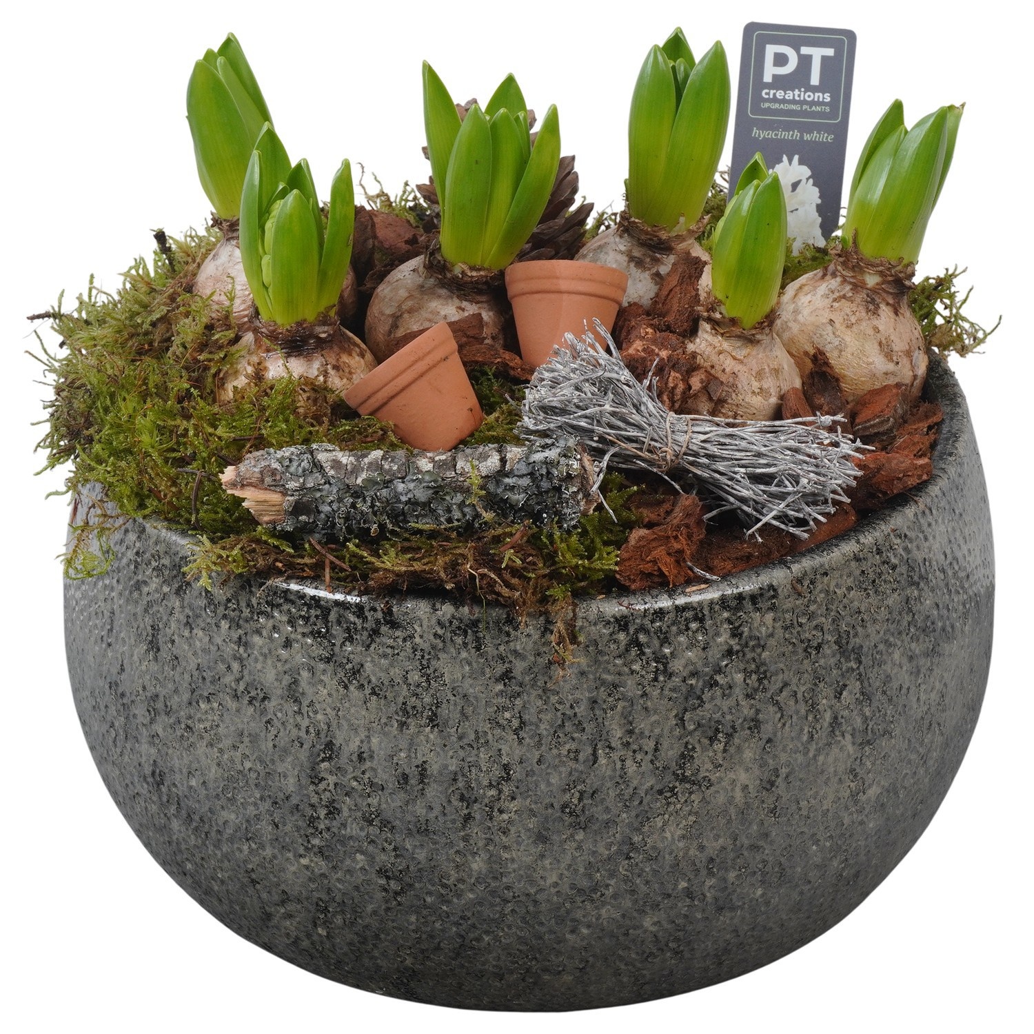 PTWH4032 Arrangement Winter Hyacint in keramiek schaal, D 26