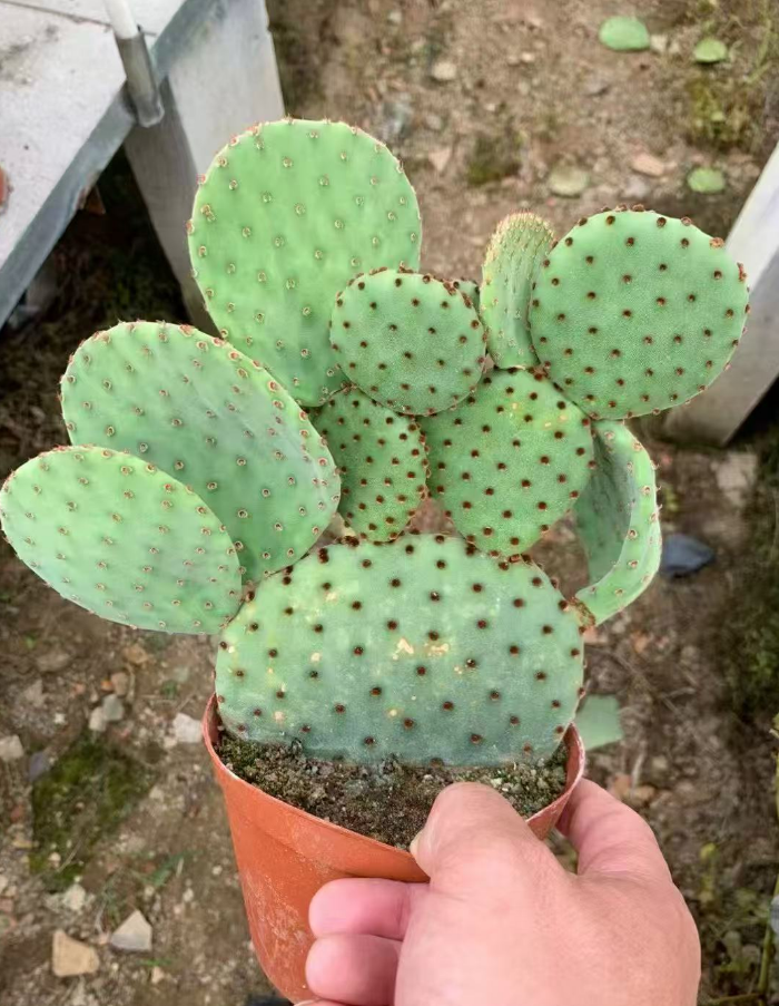 Кактус опунция микс 14 30 14 25