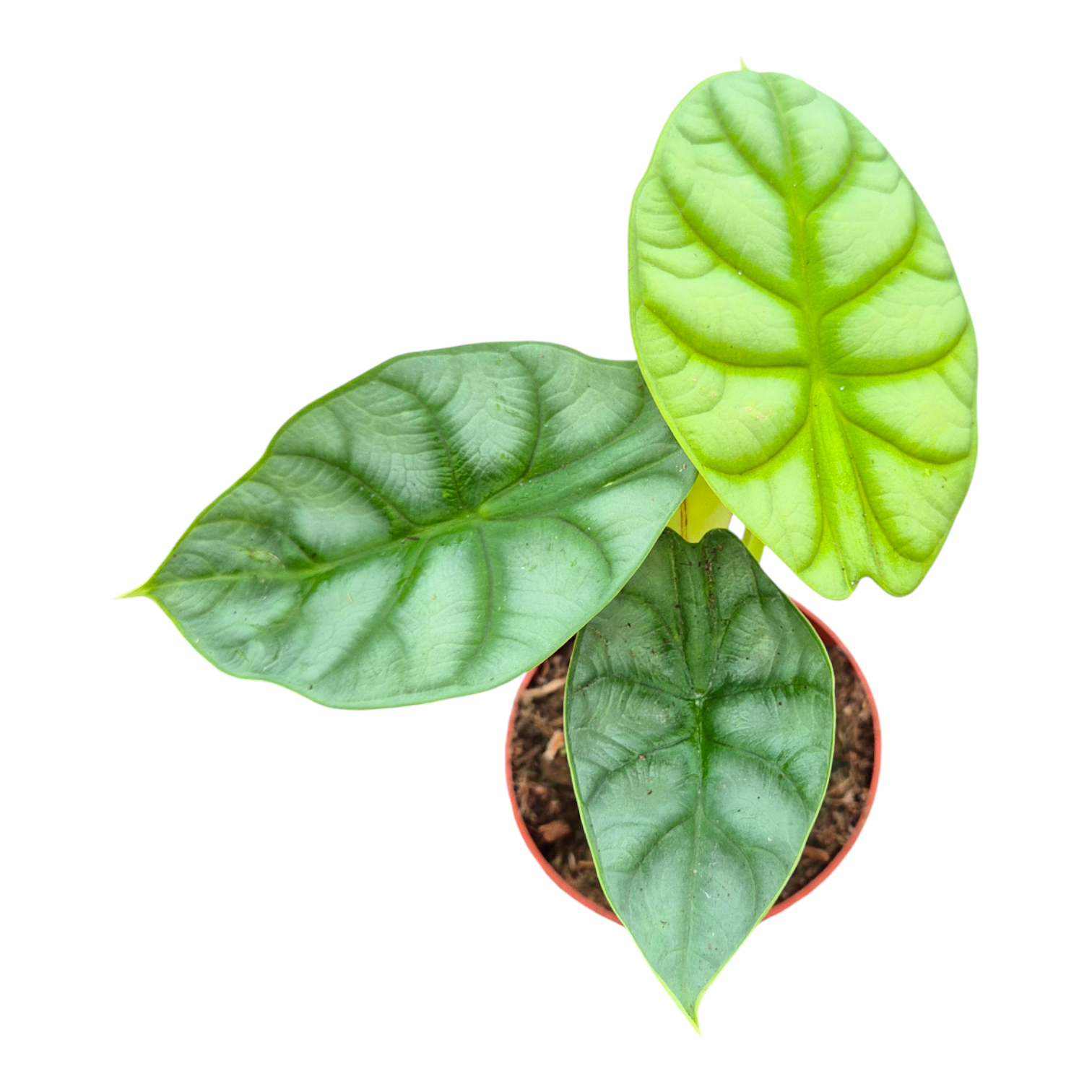 Alocasia Dragon Gold, D 9 cm