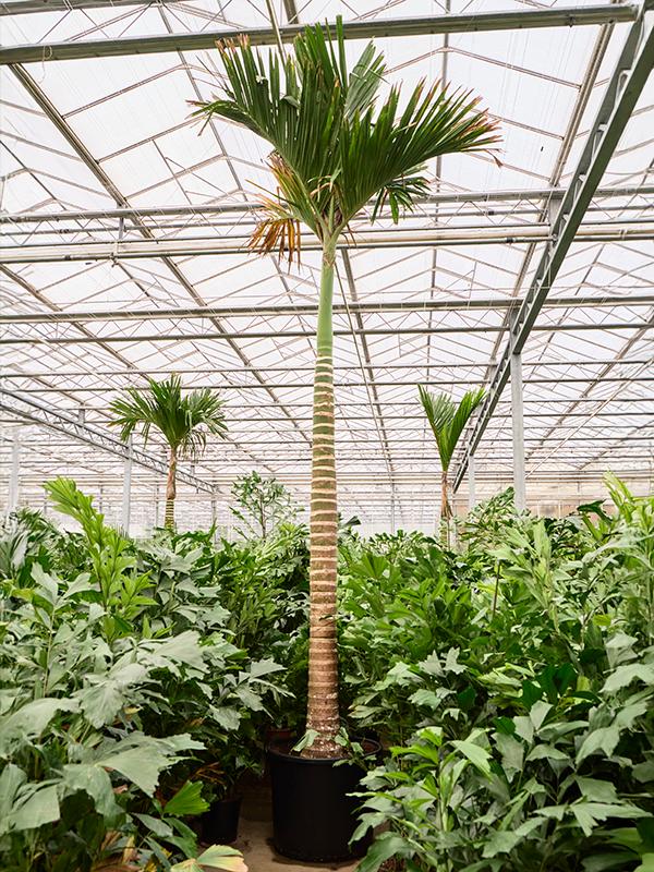 Areca catechu dwarf (550-580), D 80