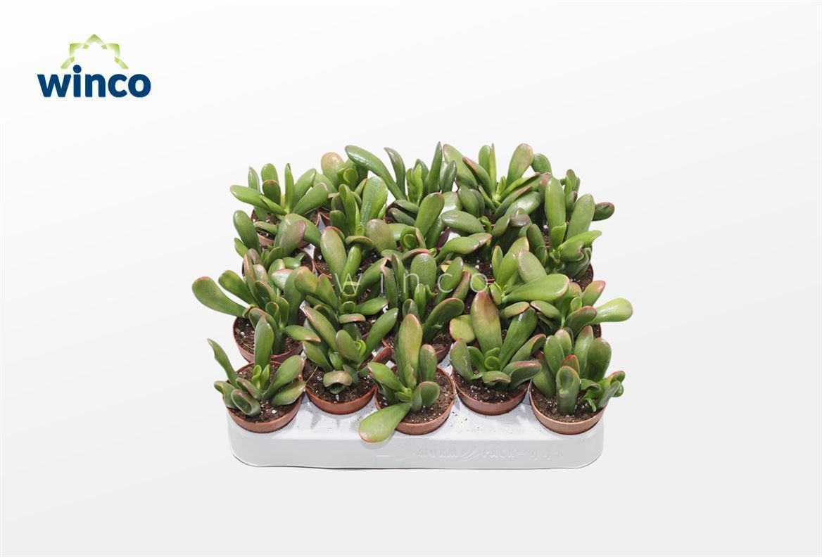 Crassula Hobbit-sunset, D 5,5