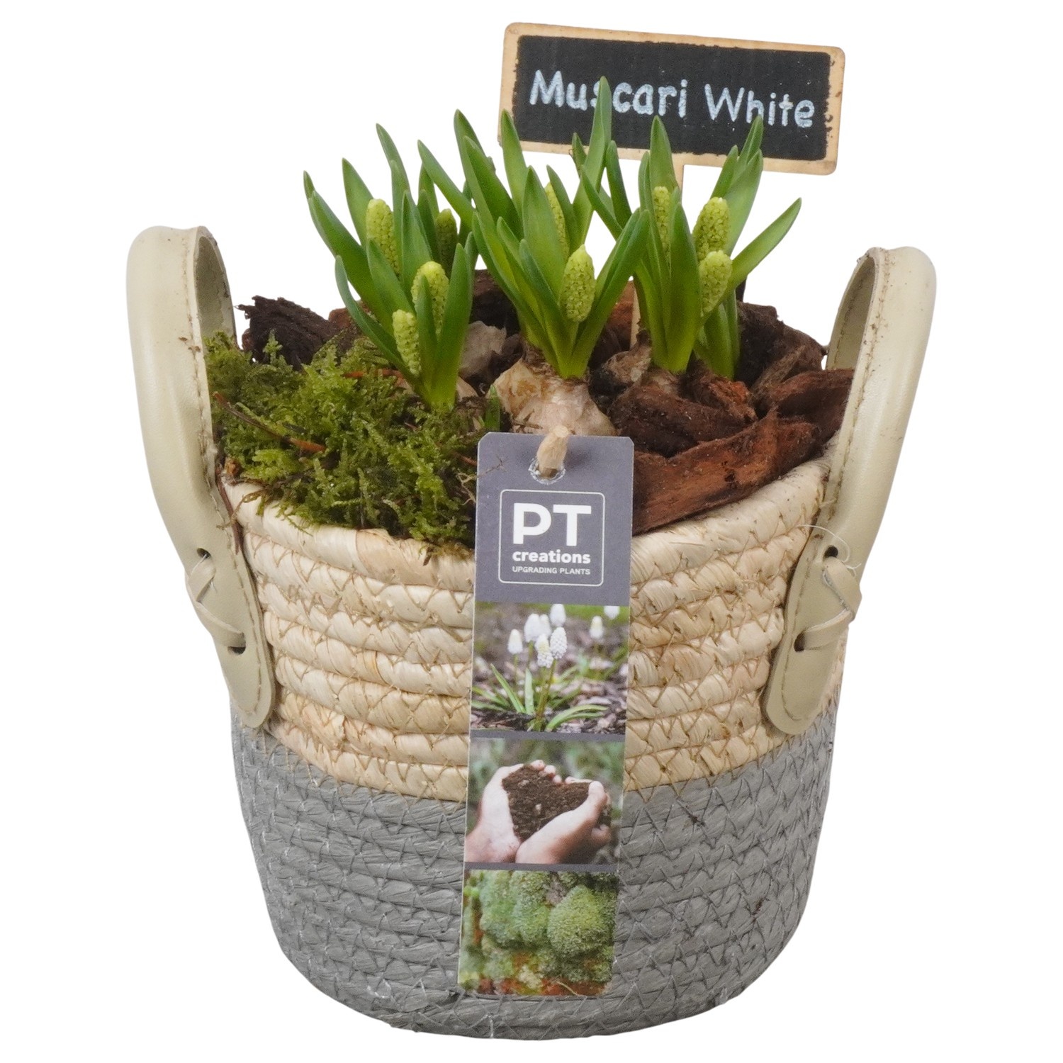 PTWMB8130 Arrangement Muscari White in riet mand, D 14