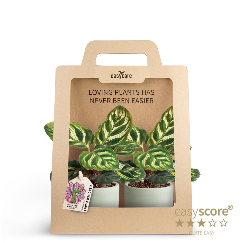 2-Pack Woodbase Green, Calathea, D 7 cm 2-Pack Woodbase Green, Calathea, D 7 cm