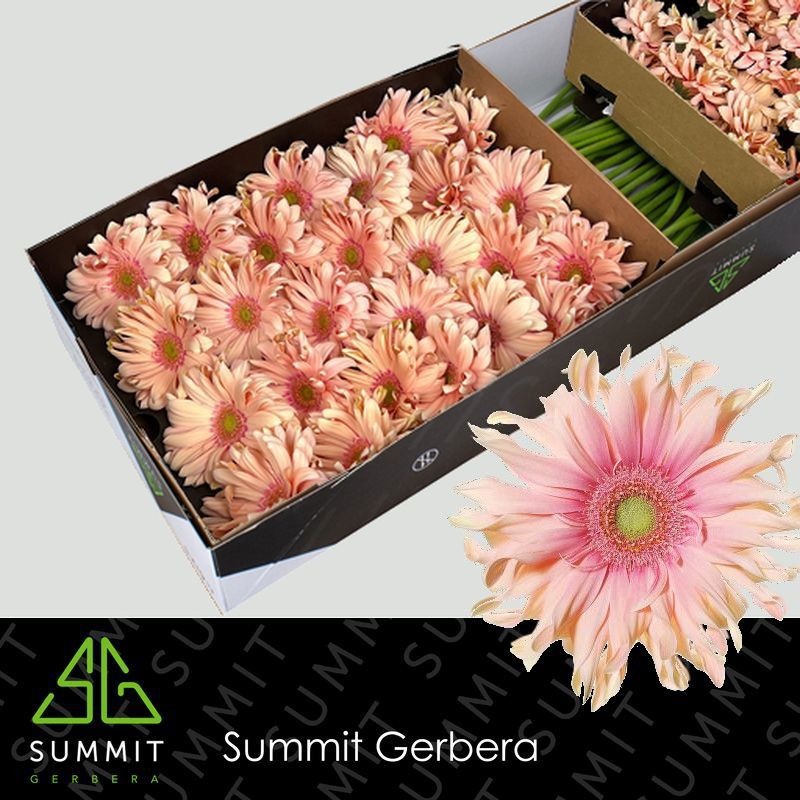 Гербера Пастини Паста Росата, шт.