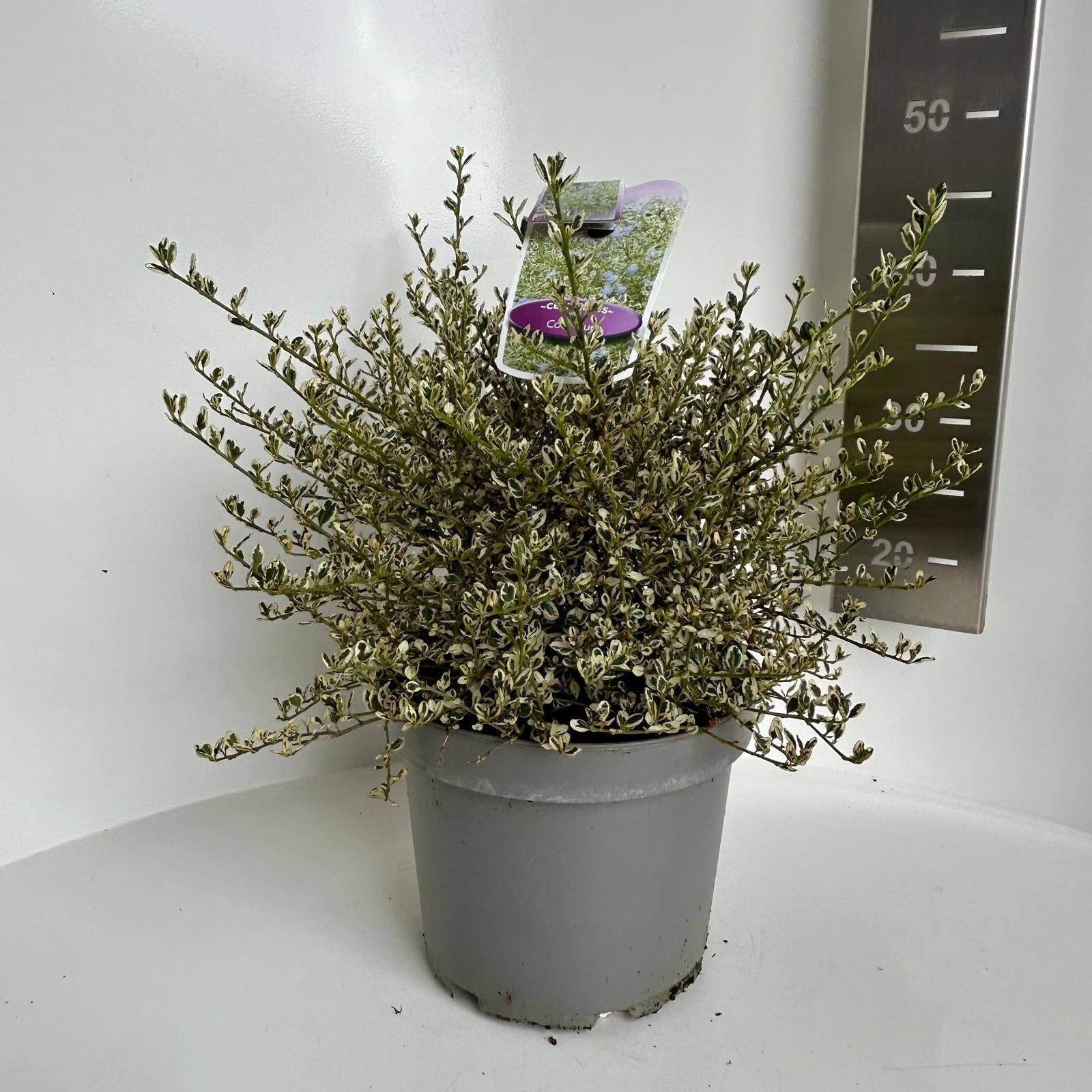 Ceanothus impressus Cool Blue ('Huico02'PBR), D 23 cm
