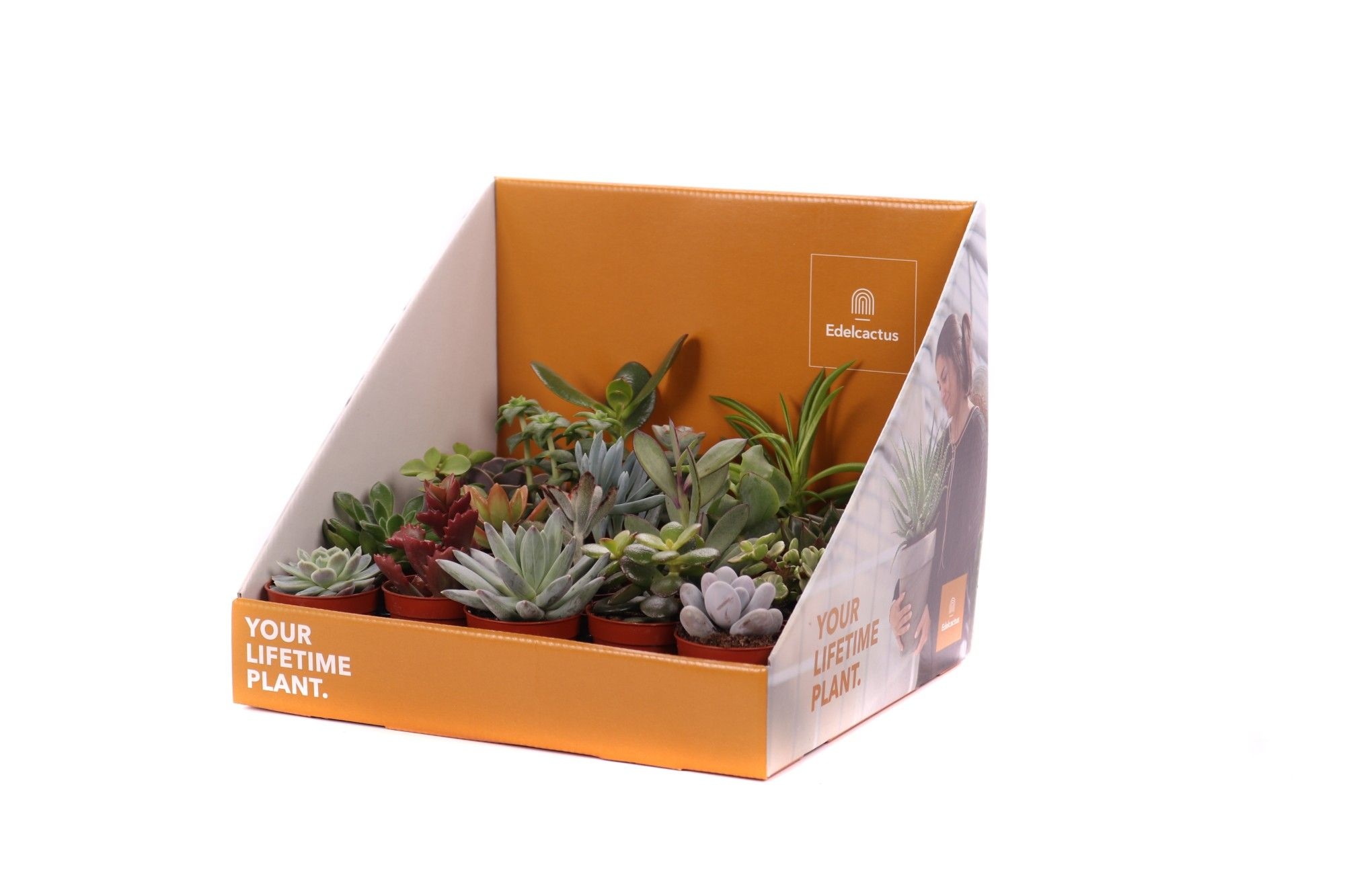 Succulent mix 5,5 cm in showdoos your lifetime plant, D 5,5