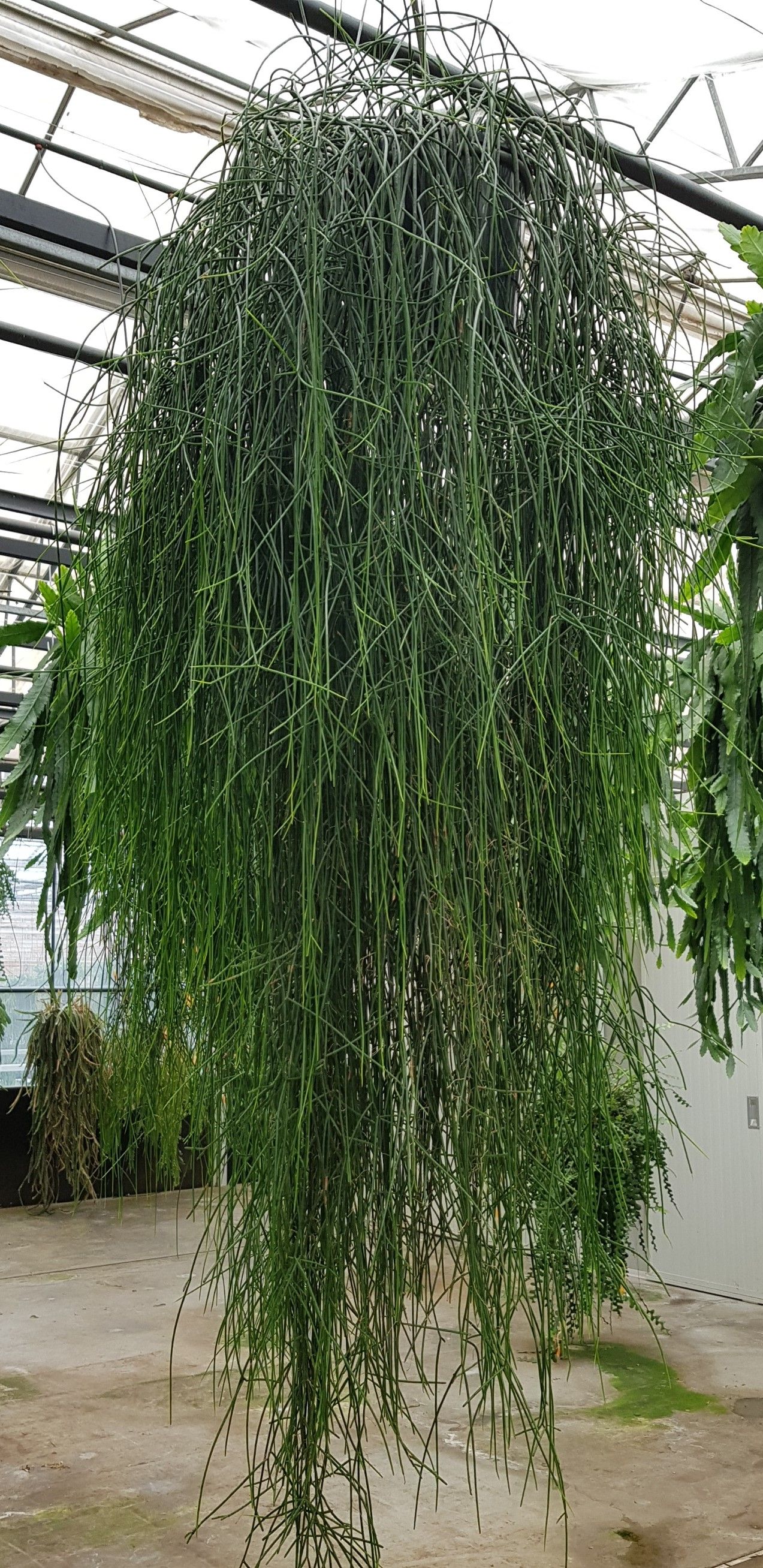 XXL Flocosa 25cm STH, D 25