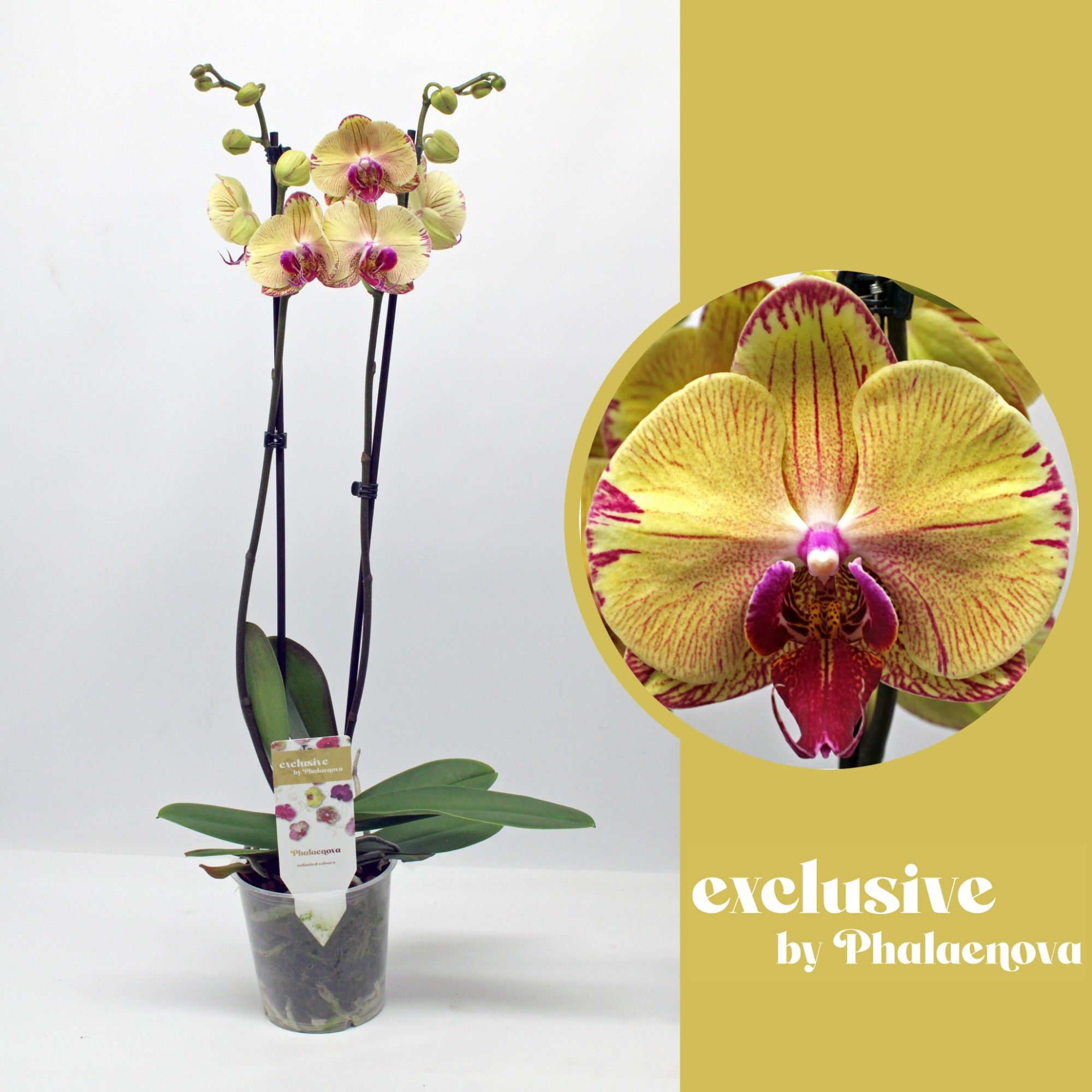 Iris 2-tak 65cm (GROEN), D 12 cm