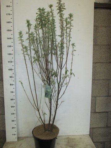 Amelanchier c. Rainbow Pillar 60 cm P26, D 26 cm Amelanchier c. Rainbow Pillar 60 cm P26, D 26 cm
