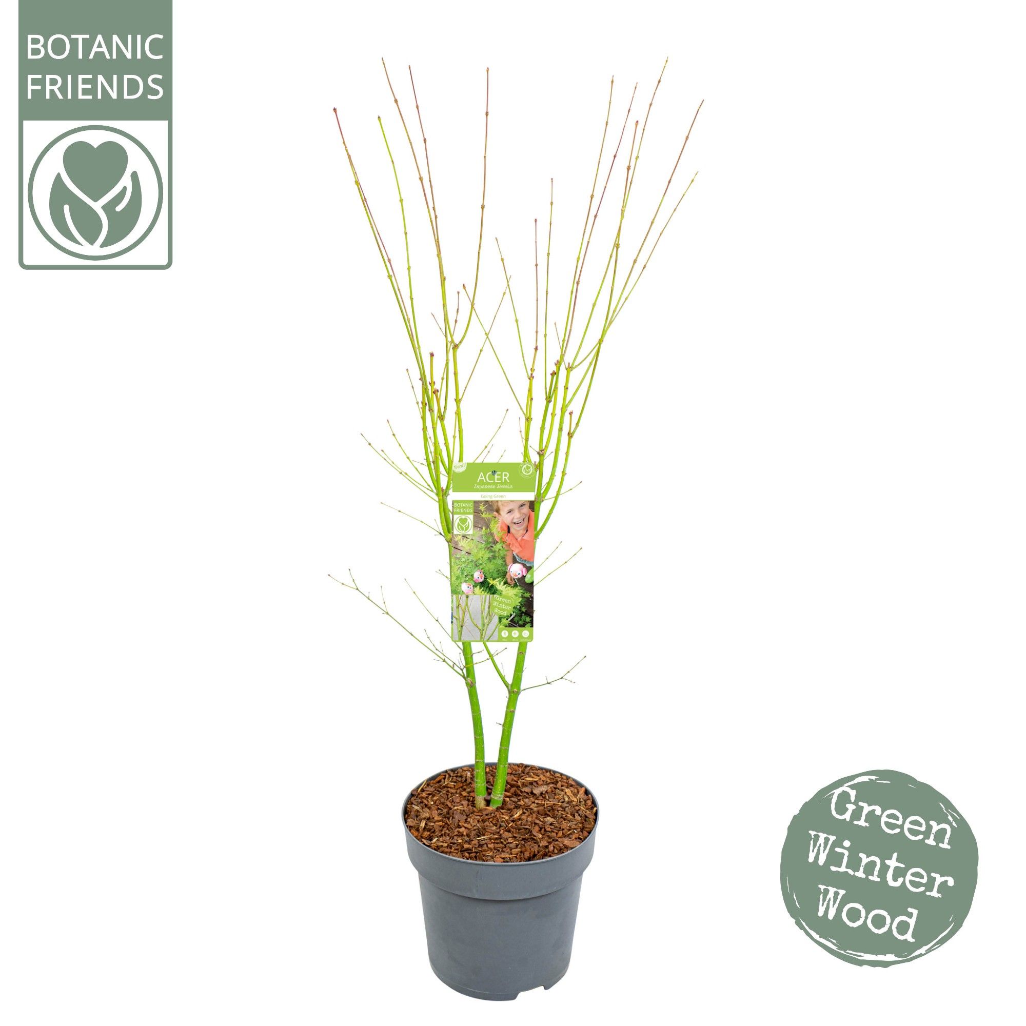 Acer palm. 'Going Green'®, D 29