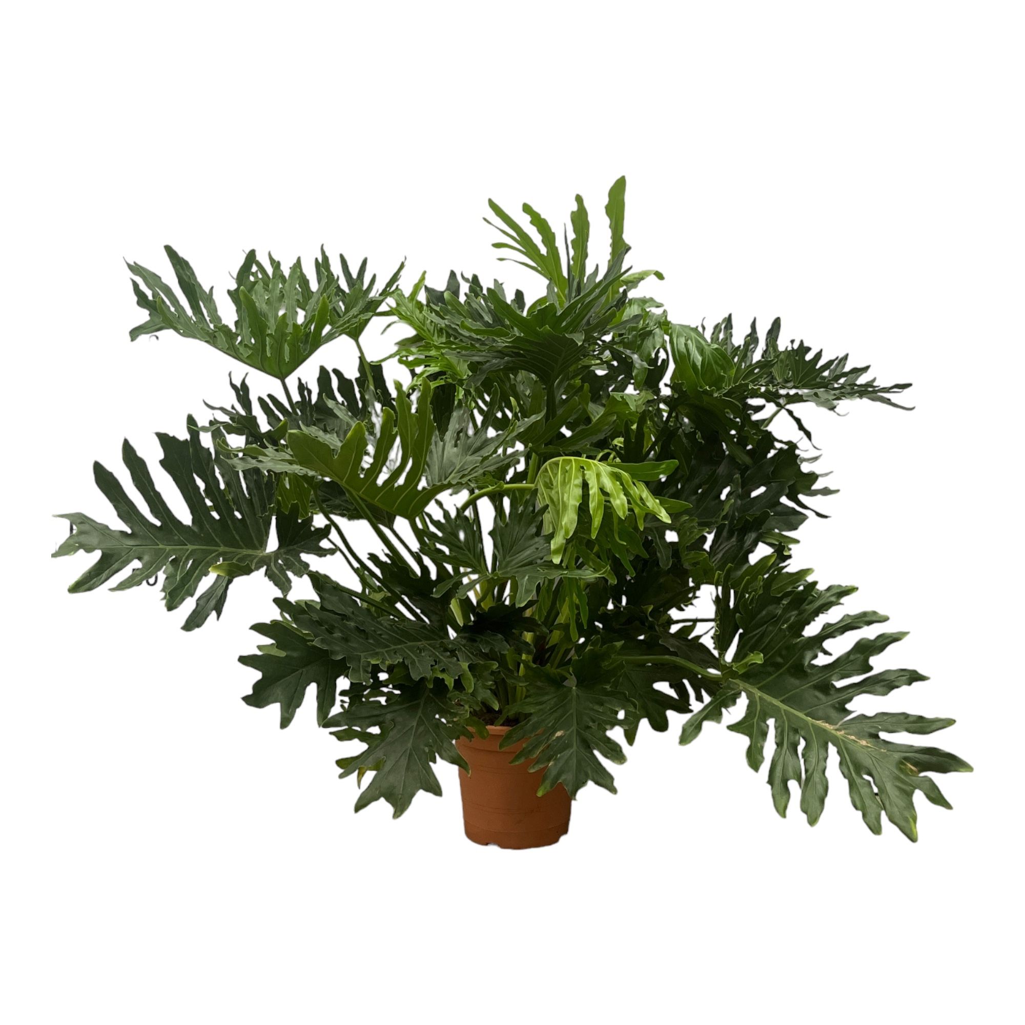 Philodendron Selloum - 100cm, D 24