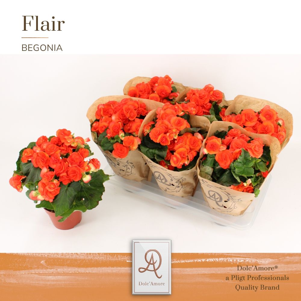 Begonia Reina P14 Dolc'Amore® Kraft, D 14